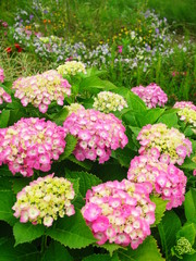 Obraz premium 紫陽花と花壇風景
