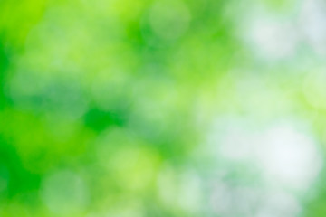 Fototapeta premium Green bokeh background from nature forest out of focus