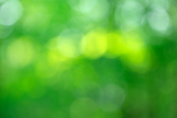 Fototapeta na wymiar Green bokeh background from nature forest out of focus