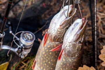 Freshwater pike fish. Two freshwater pike fish on fish stringer and fishing rod with reel on...