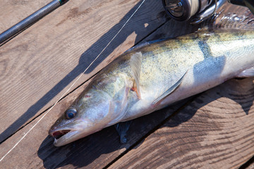 Freshwater zander and fishing equipment lies on wooden background.