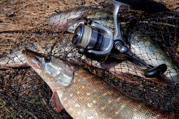 Freshwater pike fish. Freshwater pike fish lies on round keepnet with fishery catch in it and...