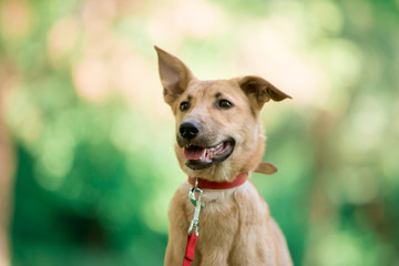 Fototapeta premium Beautiful dogs in nature and in the city