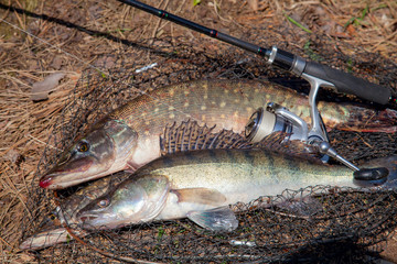 Freshwater zander and pike fish. Freshwater zander and pike fish, fishing equipment lies on round...