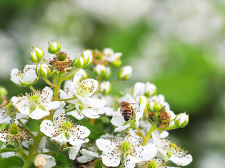 Raspberry bush with white flowers. Flowering rubus. Beautiful in spring bloom garden. Bee on the flower, honey plant