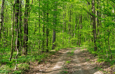 Forest trees. nature green wood sunlight backgrounds