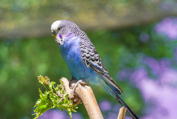 Blue budgerigar sitting on a branch and looking to the camera