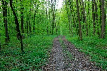 Forest trees. Nature green wood sunlight backgrounds