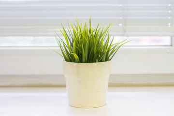 green grass in a white pot on the window sill. free space