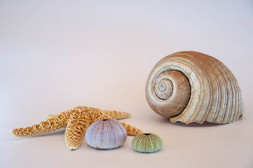 Seashells isolated on white