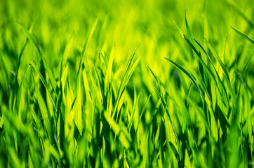 green grass background with selective focus