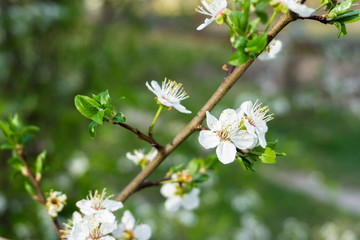 Snow-white flowers of cherrytree bloomed among young green leaves in the spring garden