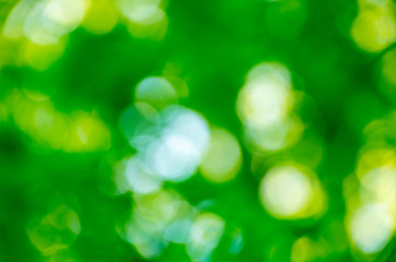 Green bokeh background from nature forest out of focus