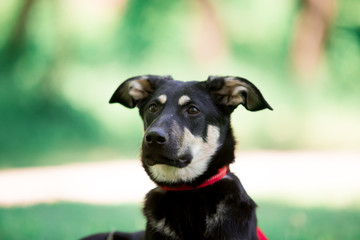 Beautiful dogs in nature and in the city
