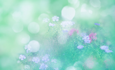 Fototapeta na wymiar Wild blue flowers on a meadow in summer close-up