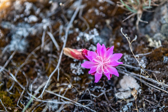Bitterroot Flower At Turnbull National Wildlife Refuge