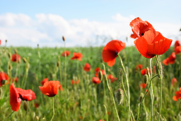 Fototapeta na wymiar Wild red poppies on a background of green field and blue sky on a sunny day. Field of wild poppies close up. Floral background, red poppies.