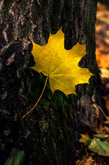 maple leaves on wooden background