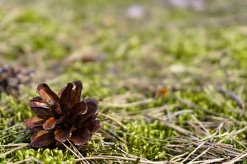Closeup of a pinecone on the ground with a blurry background