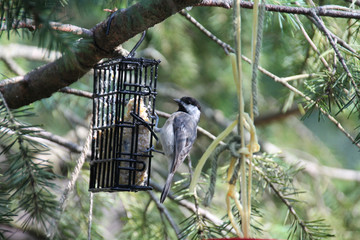 bird on feeder