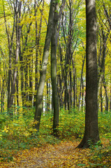 Fototapeta premium Golden autumnal forest with sunbeams