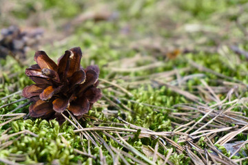 Closeup of a pinecone on the ground with a blurry background