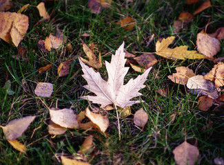 background texture of yellow leaves autumn leaf background