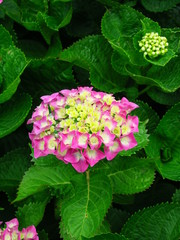 アジサイの花と若葉