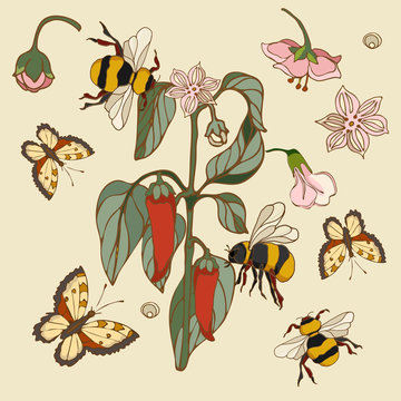 Botanical illustration with elements of pepper and bumblebee and butterfly
