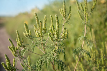 Fototapeta premium The ripe branch of ambrosia with seeds grows on the edge of the field. Plants that cause allergies. Selective focus.