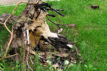 Trees cut down in forest. Tree stump with root