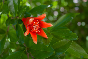 Red pomegranate flower in green leaves