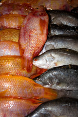 Fresh beautiful fish lies on the counter.