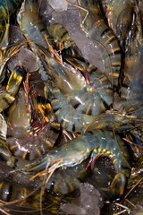 Lots of fresh shrimp are on the counter.