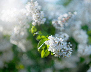 Beautiful white bougainvillea flowers.Natural  background