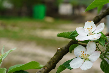 Blossoming branch of an apple-tree, close up flower