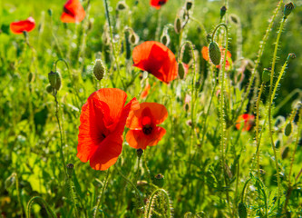 Summer landscape of poppies field