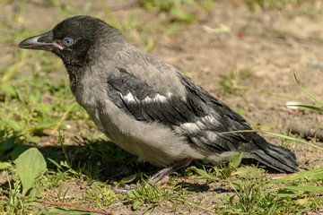 Juvenile gray crow, birds nesting type.