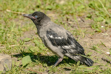 Juvenile gray crow, birds nesting type.