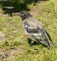 Juvenile gray crow, birds nesting type.