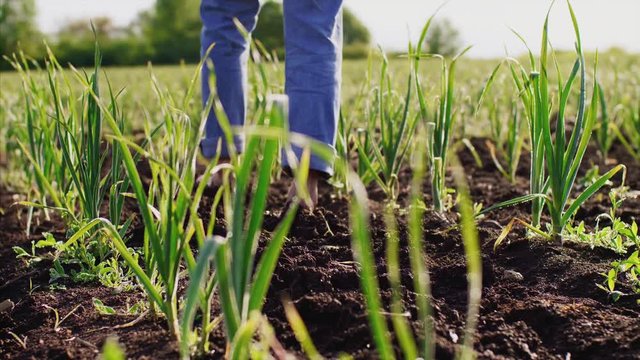 Barefoot man farmer in blue jeans goes on soil among green young garlic plants in rows on the field, legs closeup in slow motion. Enjoying nature.