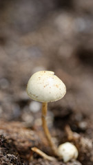 Panaeolus papilionaceus born on top a manure
