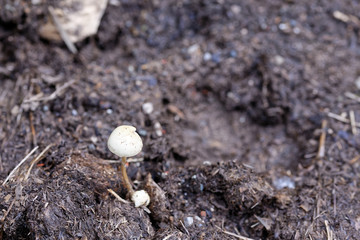 Panaeolus papilionaceus born on top a manure