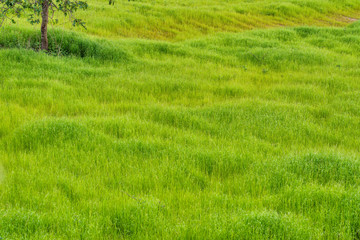 Obraz na płótnie Canvas Full Frame Green Grass Lawn