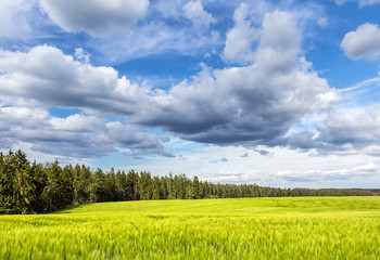 Obraz premium Green field and forest under beautiful blue sky with clouds