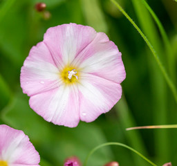 Field bindweed or Convolvulus arvensis pink flowers with green leaves