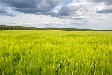 Green field and spruce forest on horizon