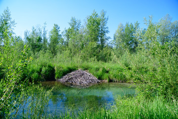 beaver dam in a riverside forest near the river traun in austria