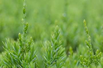 Macro close-up of outdoor coniferous pine with raindrops