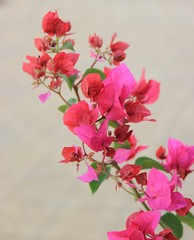 bright bush flowers in the foreground